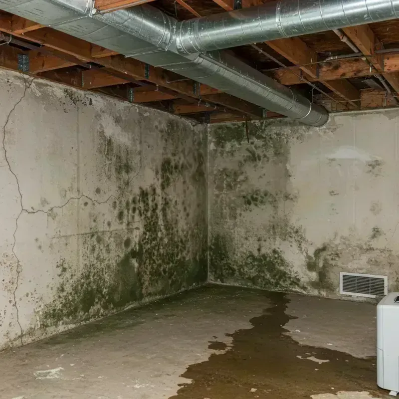 Professional Mold Removal in Geneva County, AL